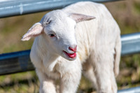 Sheep on the farm - 1 day old Australian White lamb