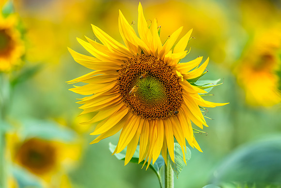 Stunning Summer Sunflowers and Honey Bees