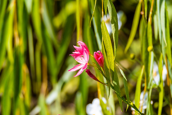 Autumn flora and fauna at Mayfield Garden