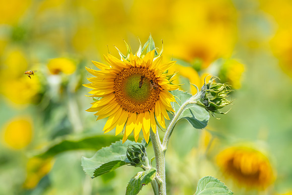 Stunning Summer Sunflowers and Honey Bees