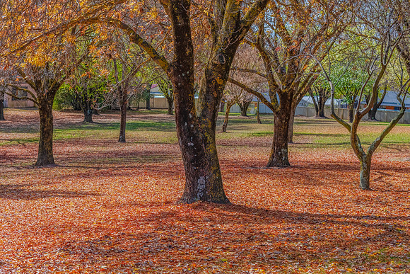 Autumn gives way to Winter at the Park