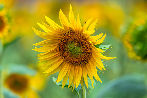 Stunning Summer Sunflowers and Honey Bees