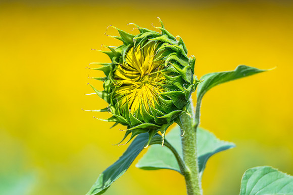 Stunning Summer Sunflowers and Honey Bees