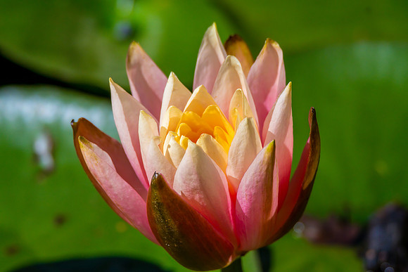 Water Lily in the pond at Mayfield Garden