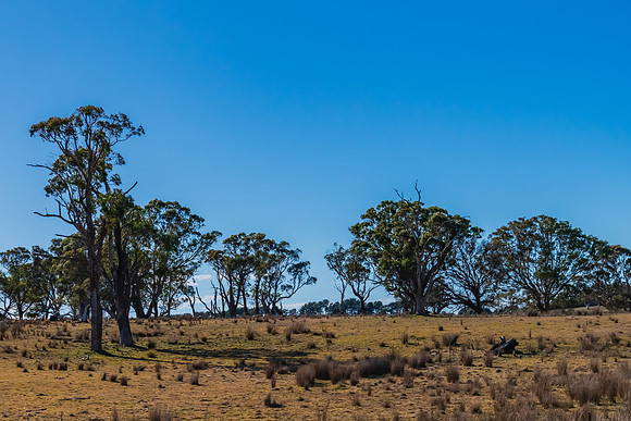 Countryside around Goulburn in the Southern Tablelands