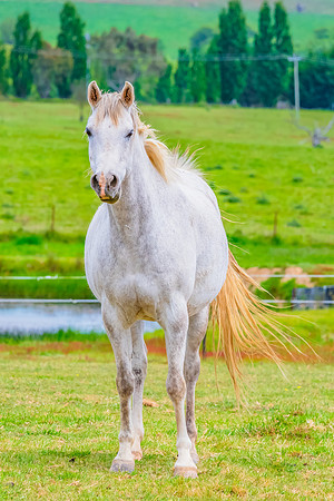 On the Farm: Horses in the paddock