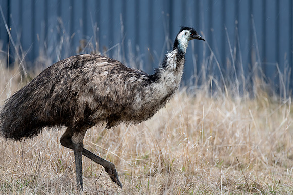 A wild Emu amongst the long grass in a paddock