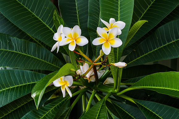 Frangipani flowers on the tree