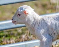 Sheep on the farm - 1 day old Australian White lambs