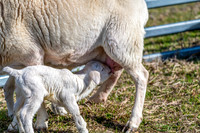 Sheep on the farm - 1 day old Australian White lamb and ewe