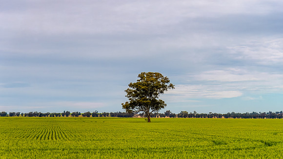 Ripening green crop and gum trees in the Riverina countryside
