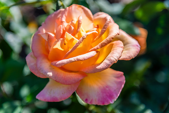Orange Rose Blushed with Pink – Garden Bloom Photo