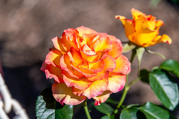 Fresh Orange tinged in Pink Blooming Rose in the garden