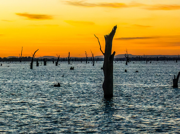 Sunrise over Lake Mulwala and the dead River Gum trees