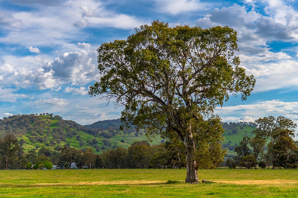 Rolling hills and gum trees in the Riverina Countryside