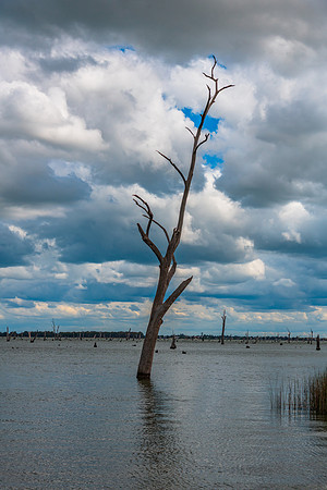 Cloudy Skies over Lake Mulwala and the dead River Gum trees