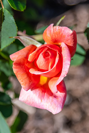 Orange Peach Coloured Rose starting to bloom in the garden