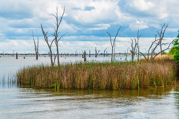 Cloudy Skies over Lake Mulwala and the dead River Gum trees
