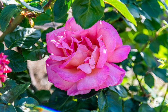 Pink Rose blooming in the garden
