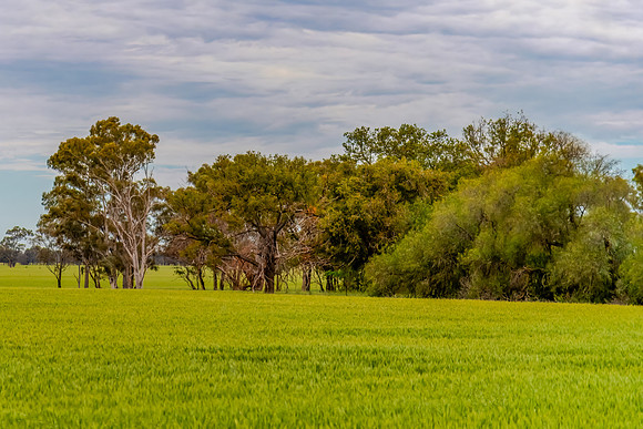 Clouds over the green pastures in the Riverina countryside