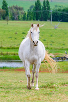 On the Farm: Horses in the paddock