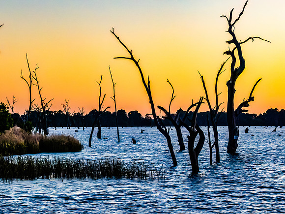 Sunrise over Lake Mulwala and the dead River Gum trees