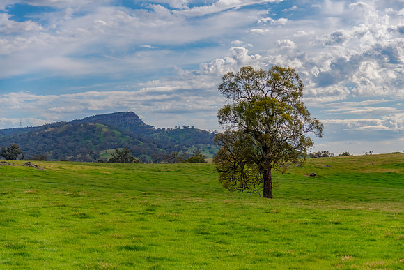 Rolling hills and gum trees in the Riverina Countryside