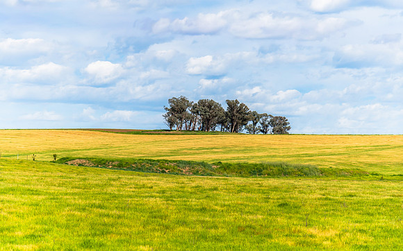 Riverina Countryside in Spring