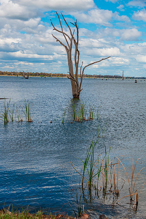 Cloudy Skies over Lake Mulwala and the dead River Gum trees