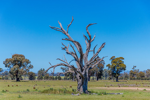 Winton Wetlands Reserve