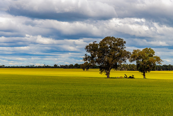 Clouds over the green crops in the Riverina countryside