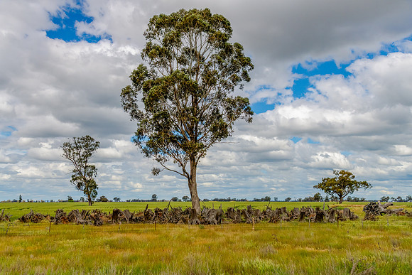 Crops, trees and tree stumps in the Riverina countryside