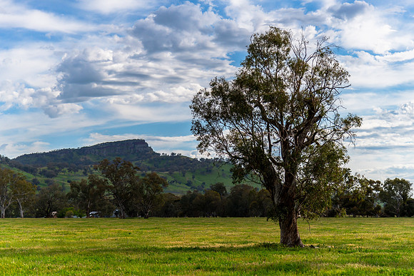 Rolling hills and gum trees in the Riverina Countryside