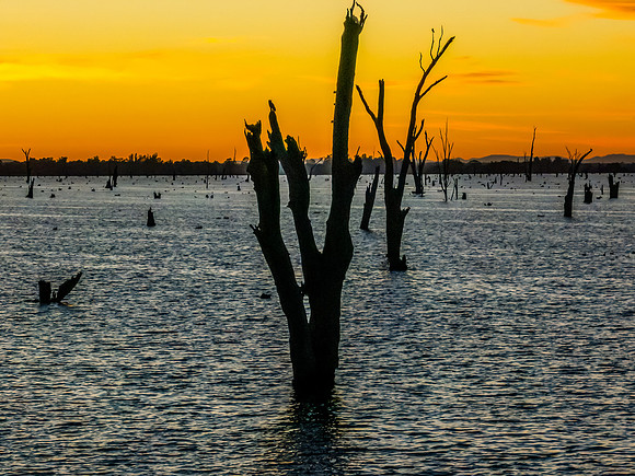Sunrise over Lake Mulwala and the dead River Gum trees