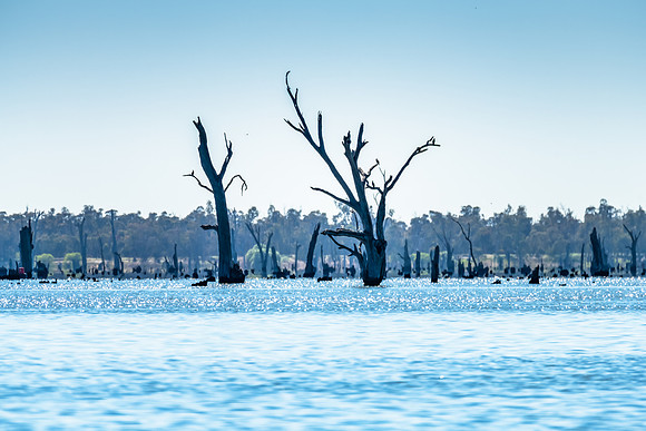 Clear Skies over Lake Mulwala and the dead River Gum trees
