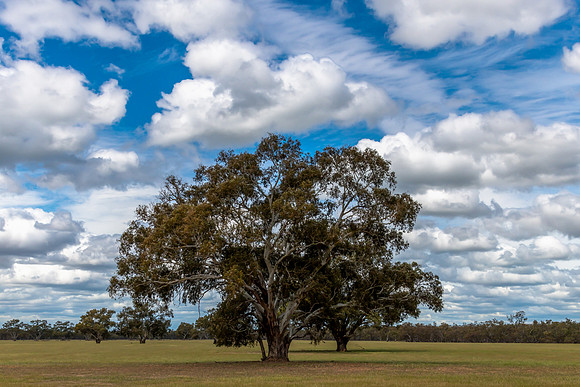 Clouds over the gum trees in the Riverina countryside