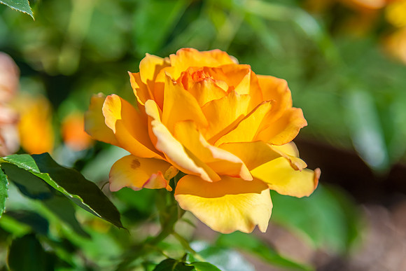 Fresh Blooming Orange Coloured Rose in the garden