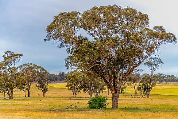 Gum trees in a Reserve for travelling stock animals
