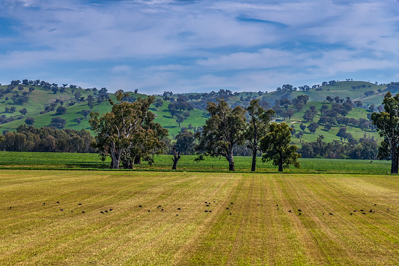 Hills, Gum Trees and Green Fields Under Clouded Skies