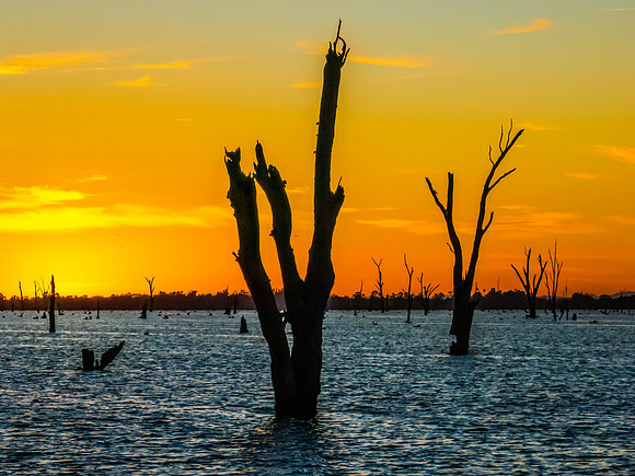 Sunrise over Lake Mulwala and the dead River Gum trees