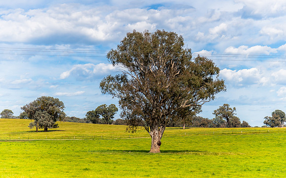 Riverina Countryside in Spring – Lush Fields Under Clouded Ski