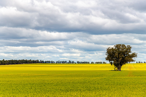 Clouds over the green crops in the Riverina countryside