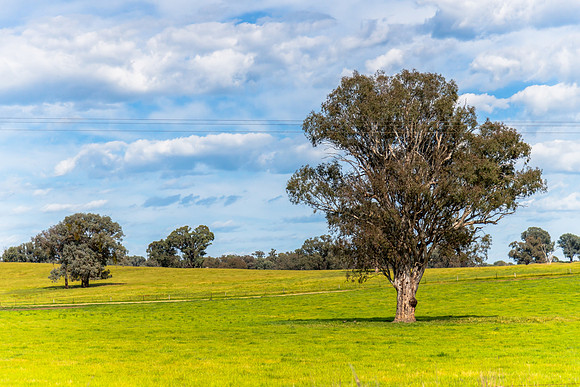 Riverina Countryside in Spring – Lush Fields Under Clouded Ski