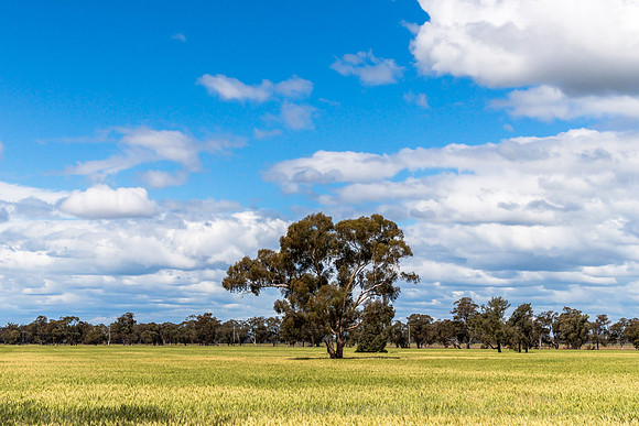 Clouds, gum trees and crops in the Riverina countryside