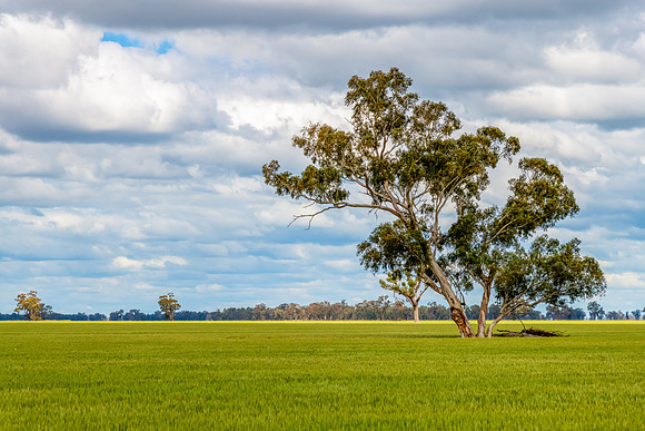Clouds over the green pastures in the Riverina countryside