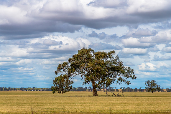 Clouds over the golden pastures in the Riverina countryside