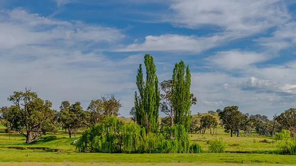 Trees. green fields and a beautiful sky in the Riverina