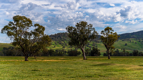 Rolling hills and gum trees in the Riverina Countryside