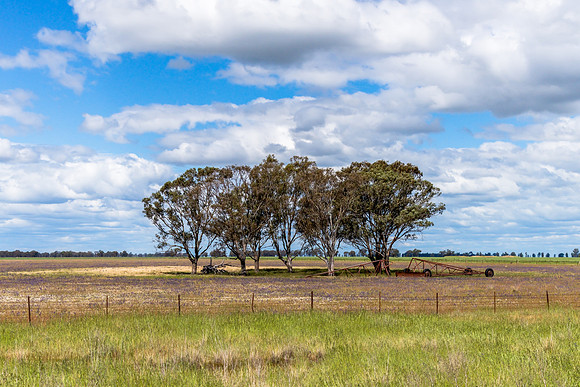 Clouds, gum trees and crops in the Riverina countryside