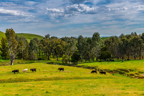 Riverina Countryside in Spring – Lush Fields Under Clouded Ski